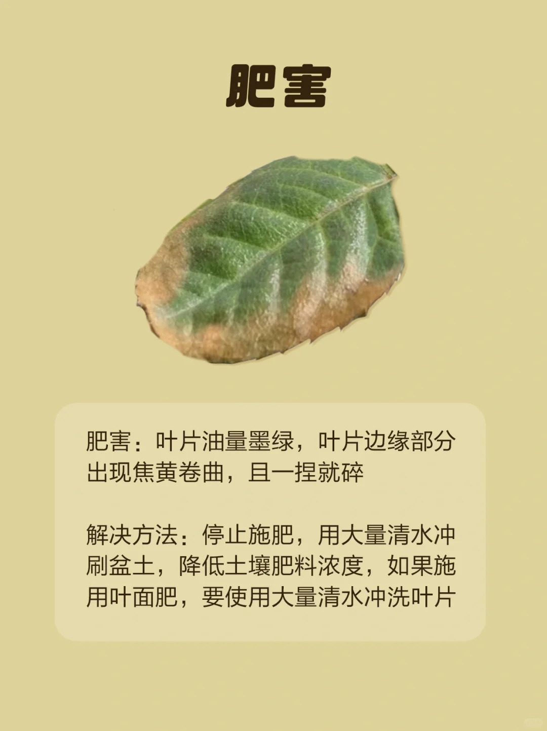 1724293280456960.jpg 月季各种病虫害的叶片症状图片