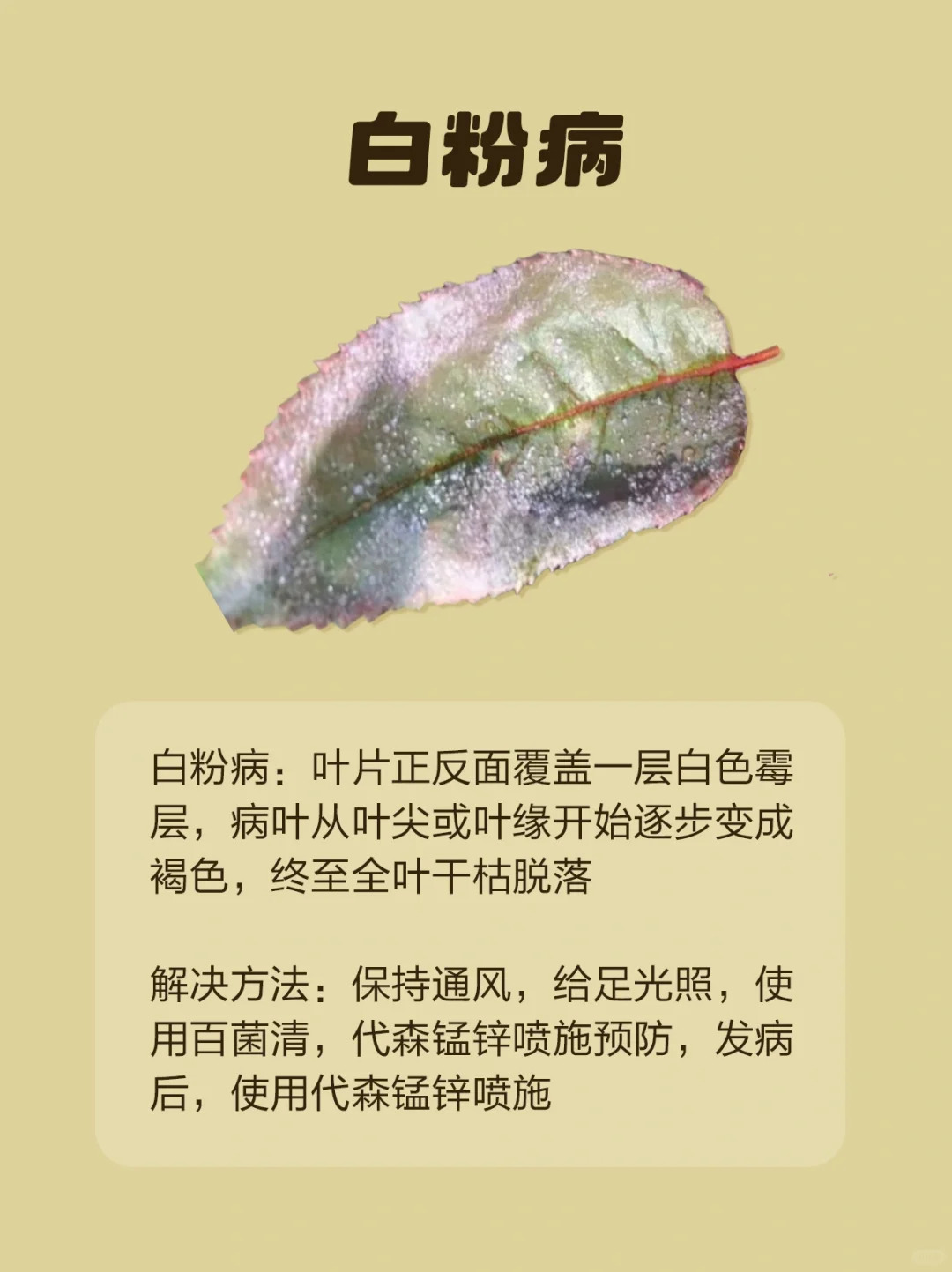 1724293280489237.jpg 月季各种病虫害的叶片症状图片
