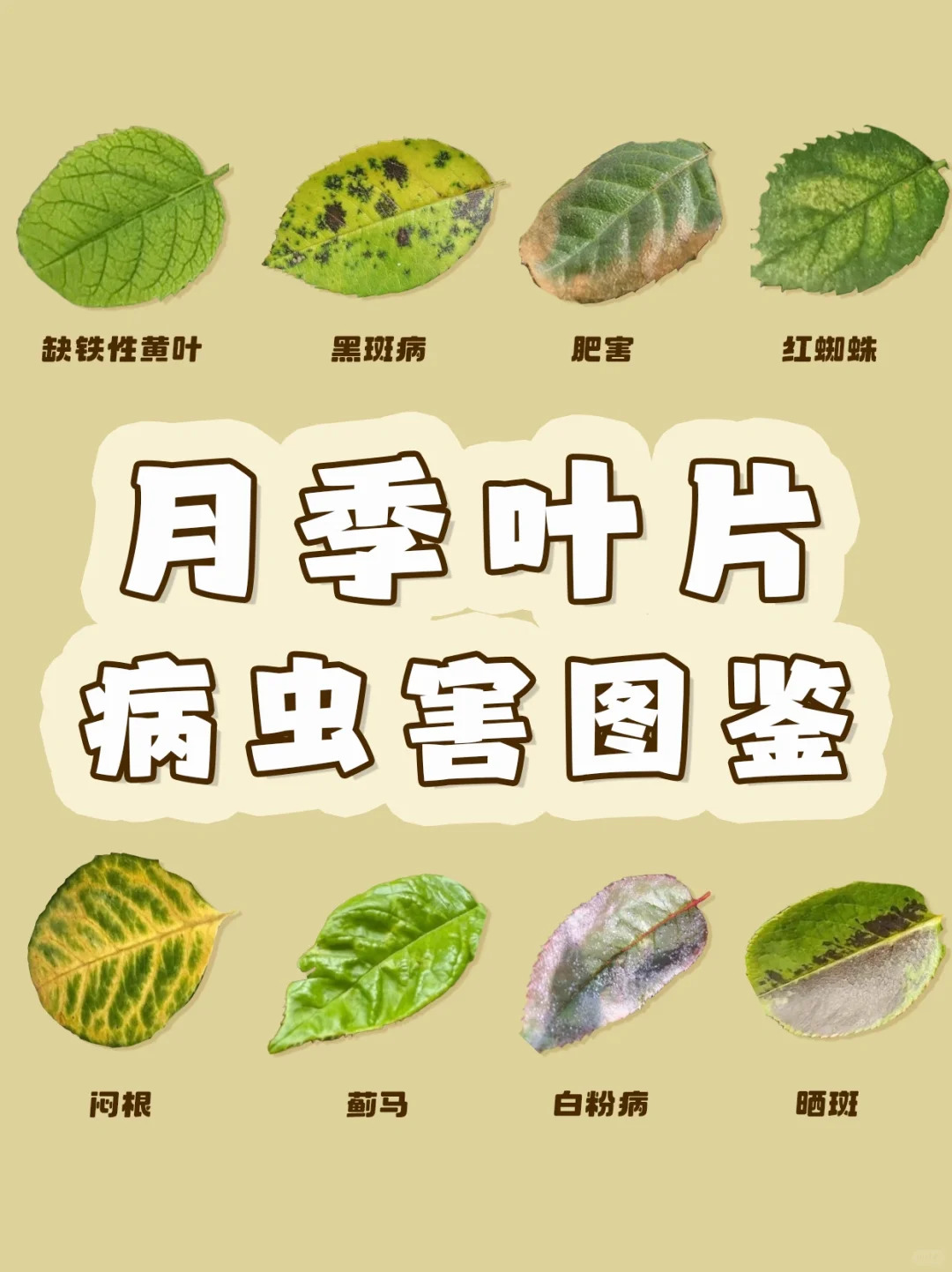 1724293280659928.jpg 月季各种病虫害的叶片症状图片