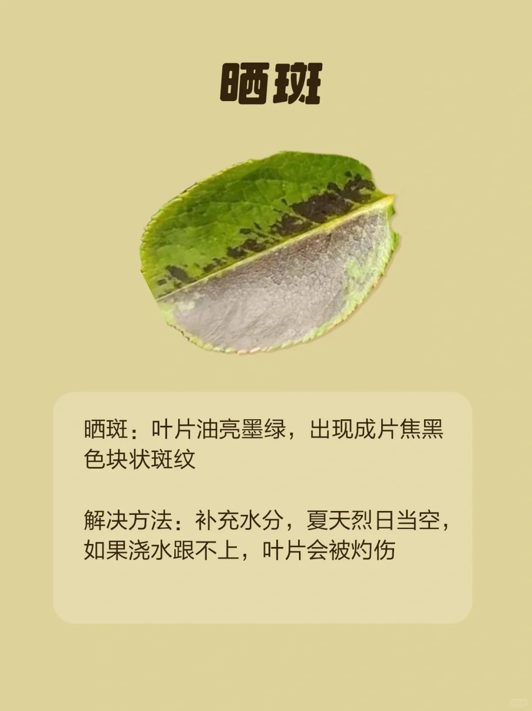 1724293280778837.jpg 月季各种病虫害的叶片症状图片