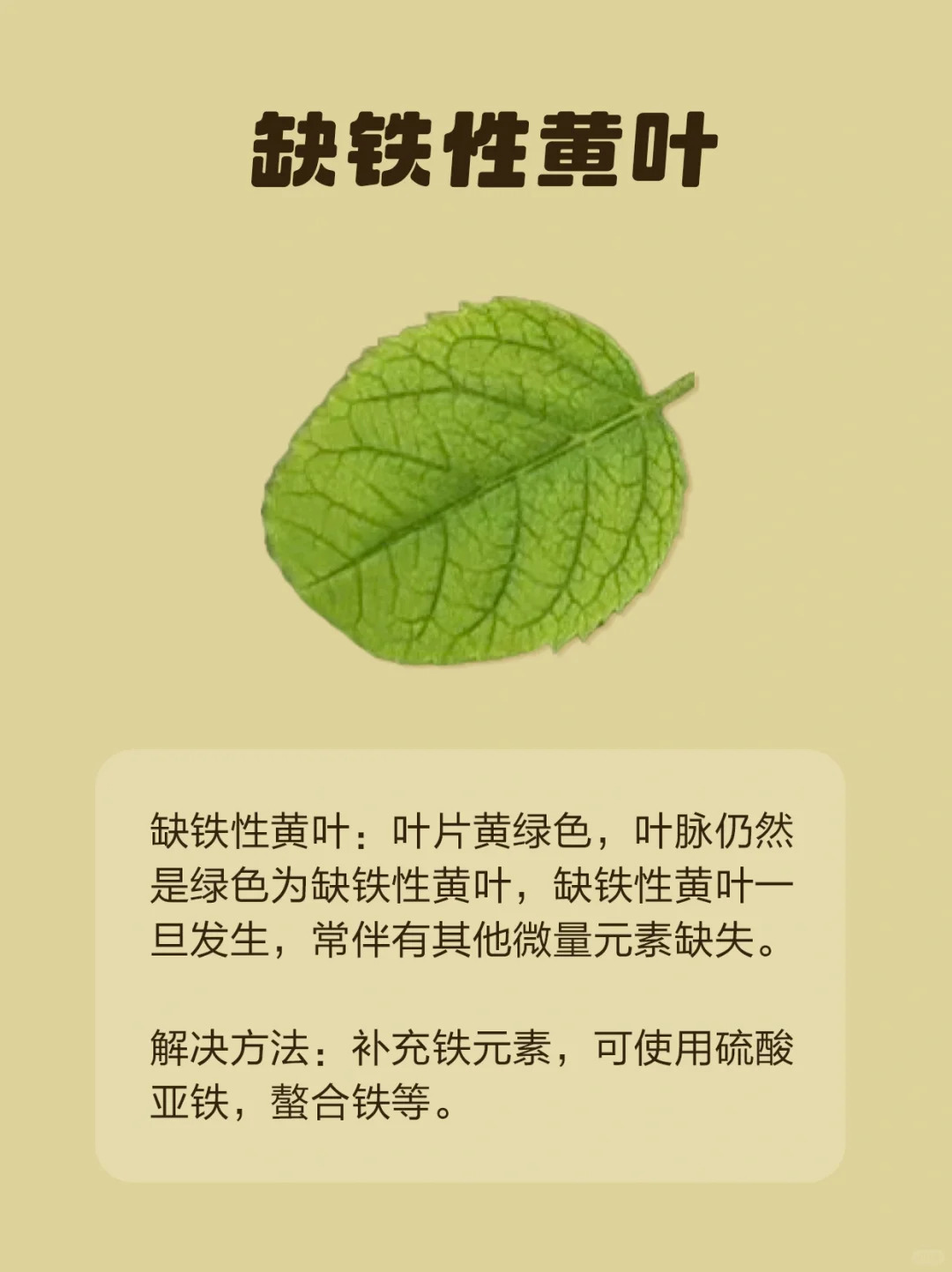 1724293280879721.jpg 月季各种病虫害的叶片症状图片