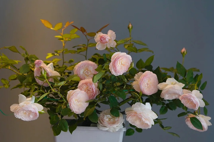 1724380247311546.jpg 日和月季花的养护方法