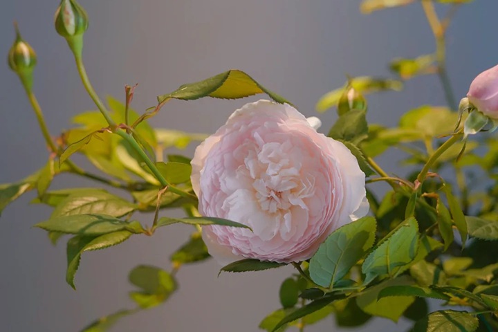 1724380247349439.jpg 日和月季花的养护方法