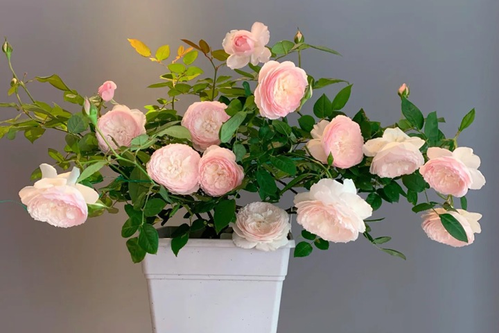 1724380247384429.jpg 日和月季花的养护方法