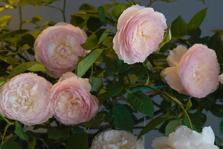 1724380247557220.jpg 日和月季花的养护方法