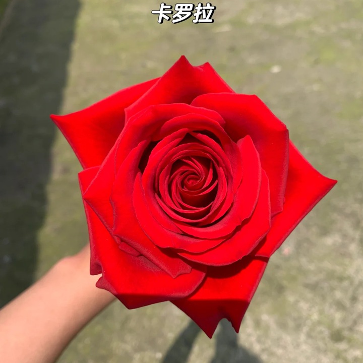 1724723807899768.jpg 月季卡罗拉是藤本还是灌木