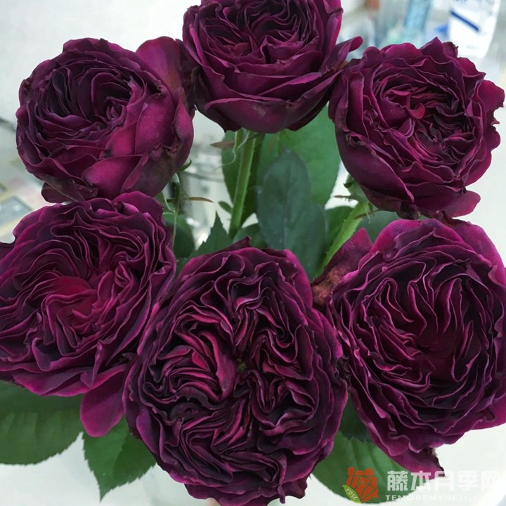 1724984055600490.jpg 蓝莓戒指月季值得入手吗