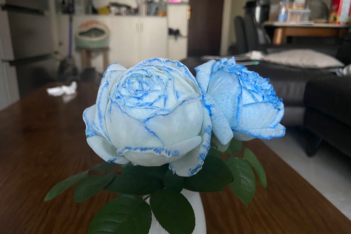 1725073459902700.jpg 月季调蓝色的常用方法