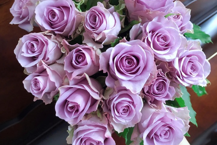 1725073740500894.jpg 紫霞仙子月季一年开几次花