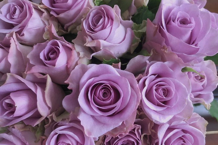 1725073740564421.jpg 紫霞仙子月季一年开几次花