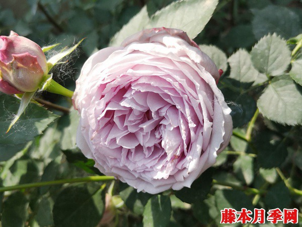 1725084638402904.jpg 丽拉和青金石月季哪个好