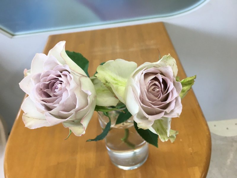 1725086536675443.jpg 青金石面纱月季的优缺点分析