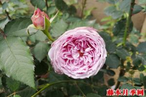 青金石月季是藤本还是灌木