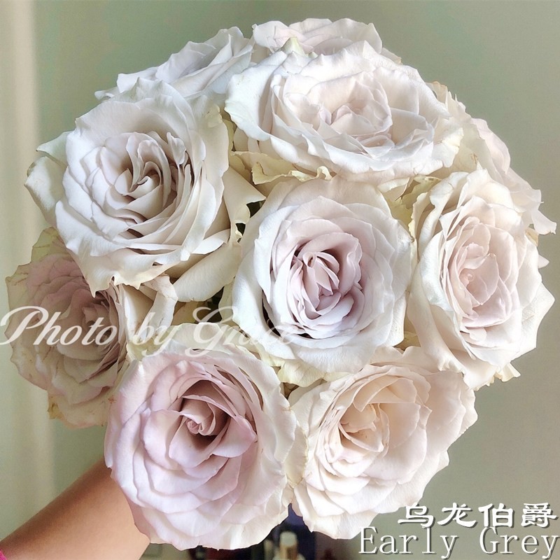 1725329309137422.jpg 乌龙伯爵月季的优缺点