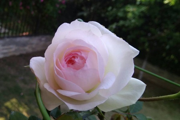 1725418343701276.jpg 斯蒂芬妮古城堡月季的品种特点