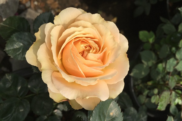 1725520123446553.jpg 木星王阳台的花朵特点
