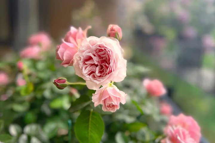 1725606572623966.jpg 世霸月季花适合哪些人养