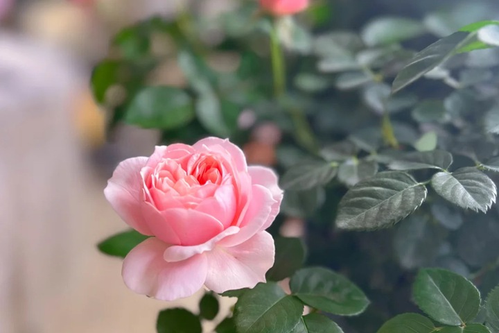 1725606572694289.jpg 世霸月季花适合哪些人养