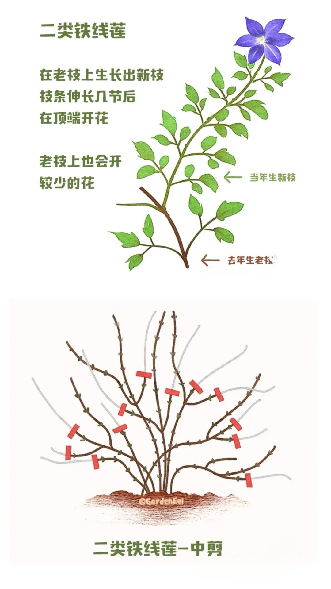 1725847185616682.jpg 铁线莲一类二类三类品种有什么区别?