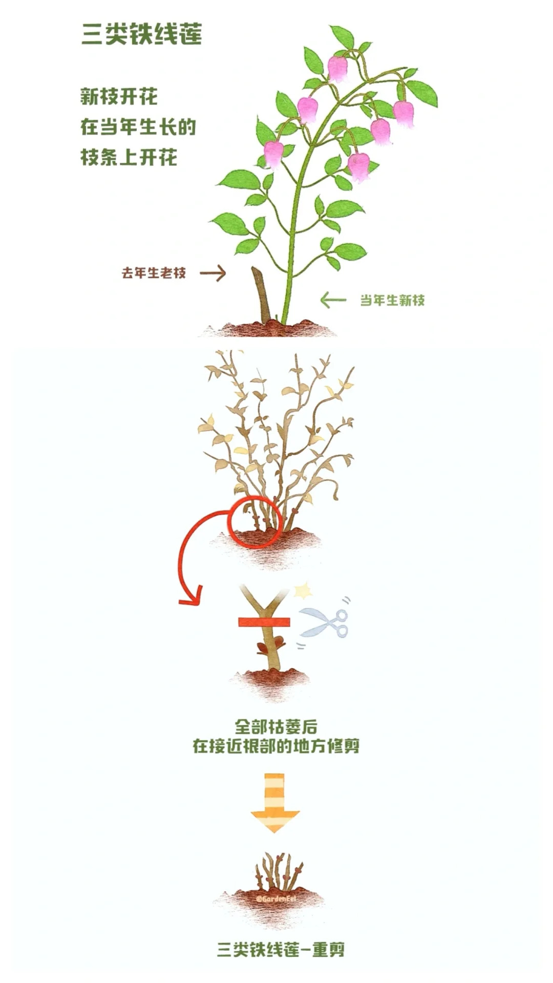 1725847185895412.jpg 铁线莲一类二类三类品种有什么区别?