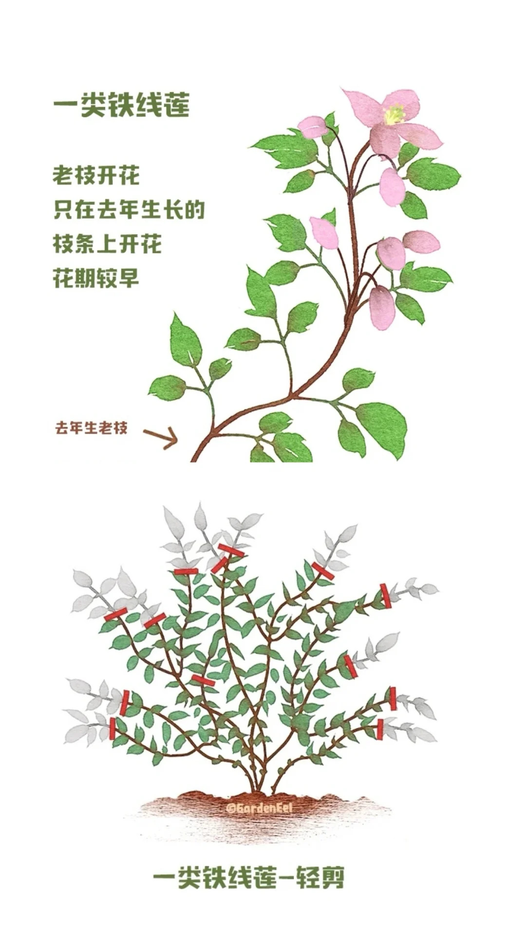 1725847185924141.jpg 铁线莲一类二类三类品种有什么区别?