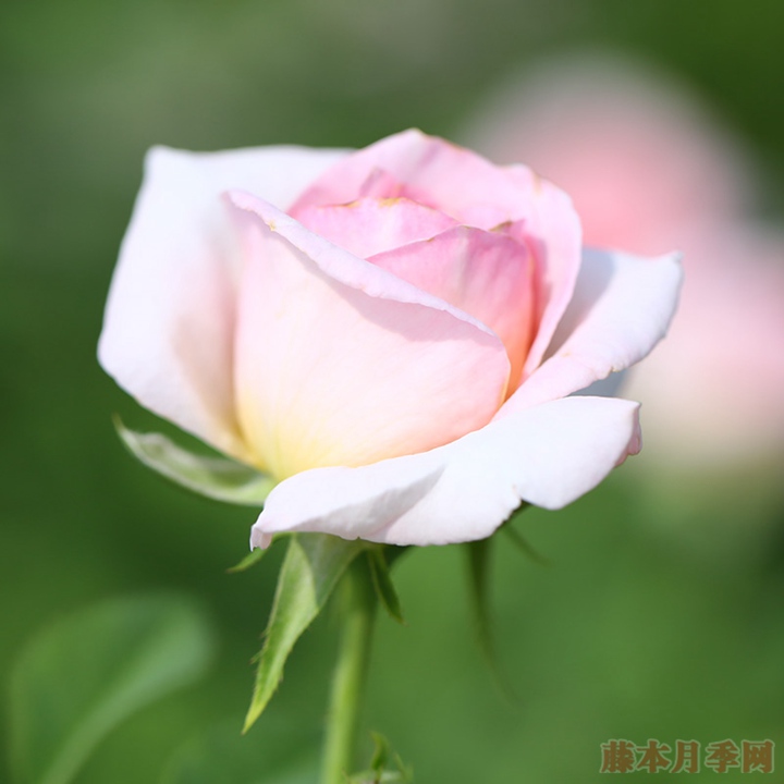 1725862524938010.jpg 粉黛月季一年开几次花