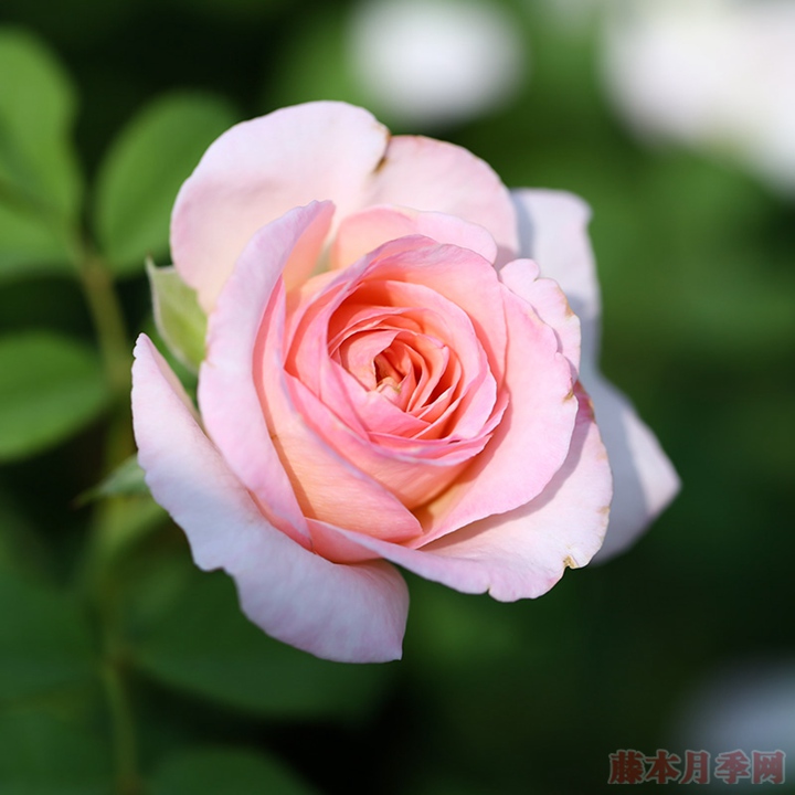 1725862528366778.jpg 粉黛月季一年开几次花