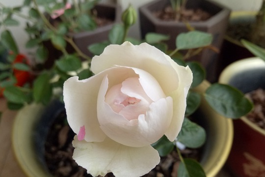1725946895759922.jpg 钱特玛丽月季怎样才能有花斑