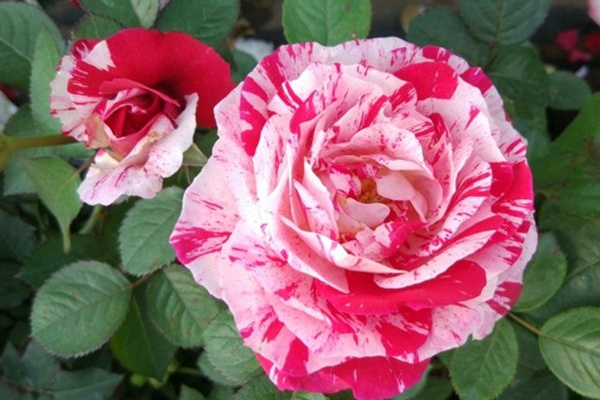 1725949235159050.jpg 节日礼花与说愁月季的区别