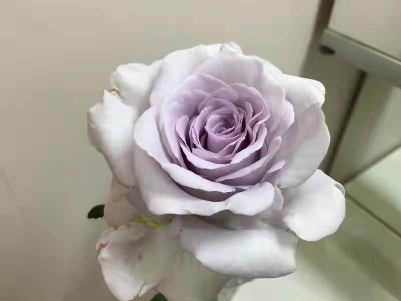 1725950540350166.jpg 蓝色月季花语象征与寓意