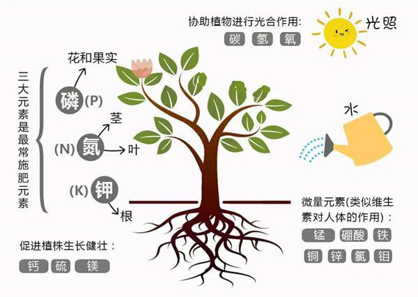 1726038939992728.jpeg 月季微量元素缺乏对照图