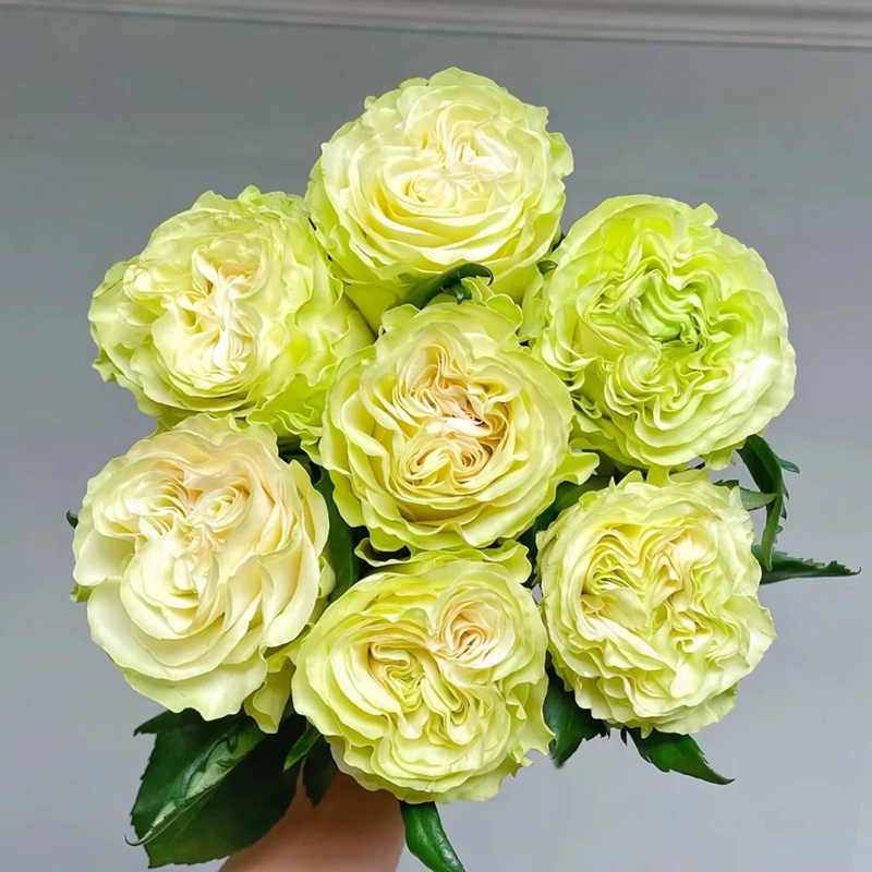 1726189168255107.jpg 月季琉璃翠和奶油龙沙一样吗