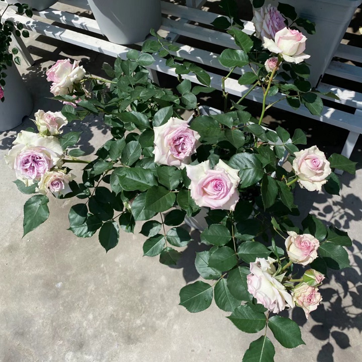 1726195507449600.jpg 银雨月季值得入吗