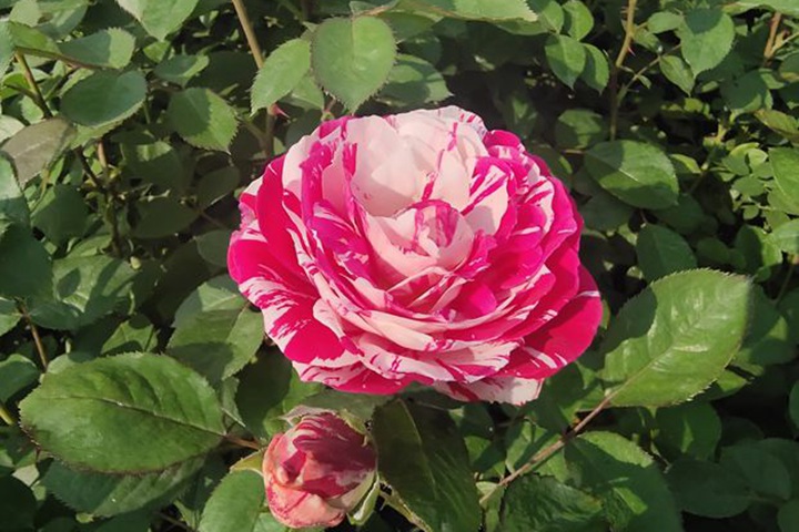 1726298224912716.jpg 月季节日礼花和流星雨的区别