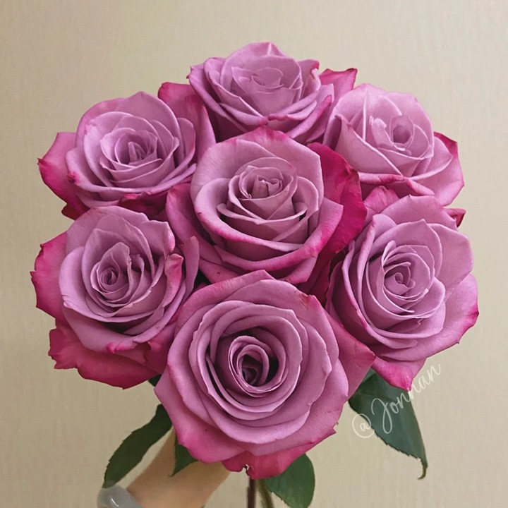 1726645135149149.jpg 紫美人月季的花朵特征