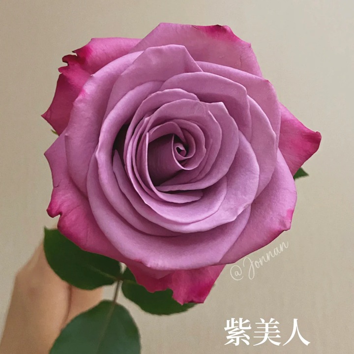 1726645135153857.jpg 紫美人月季的花朵特征