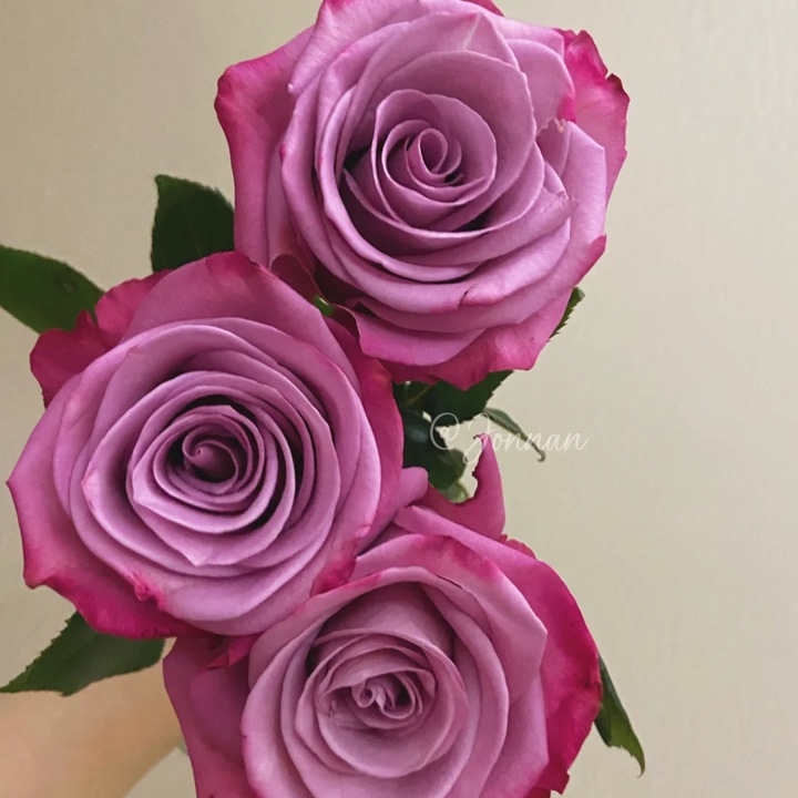 1726645135483182.jpg 紫美人月季的花朵特征