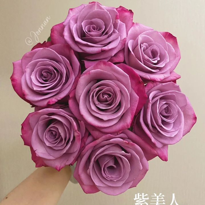 1726645135607805.jpg 紫美人月季的花朵特征