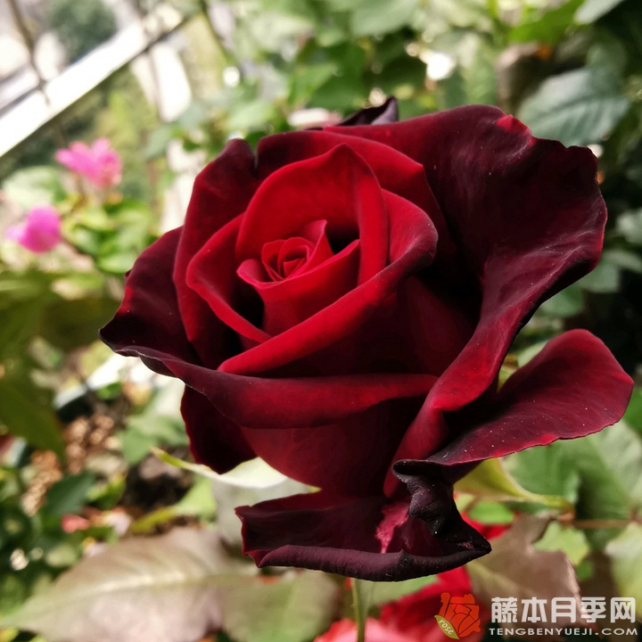 1726713145650770.jpg 黑金和骇客月季区别