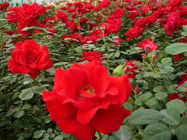1726726792113600.jpg 御用马车是一季花还是多季花