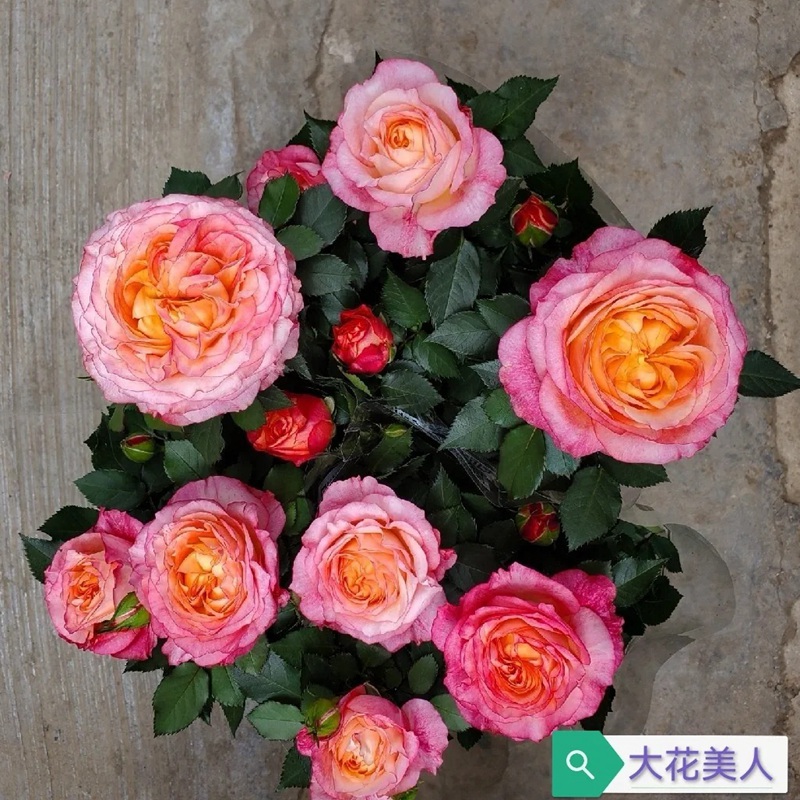 1727058413876403.jpg 大花美人月季又叫什么名字