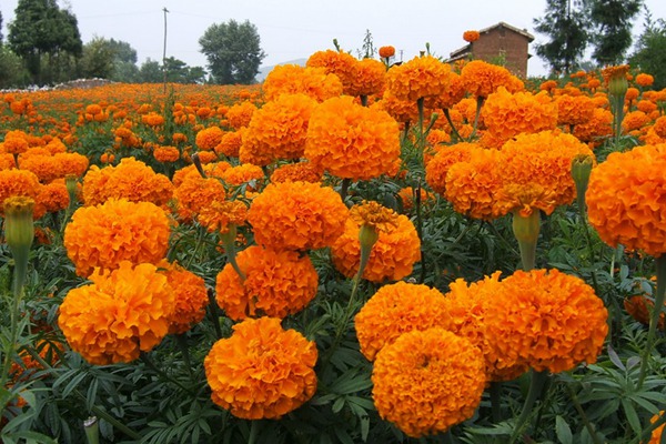 1727059032533395.jpg 万寿菊和蓝目菊的区别有哪些