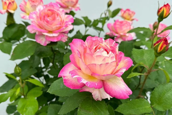 1727076409959460.jpg 夏加尔月季多刺还是少刺