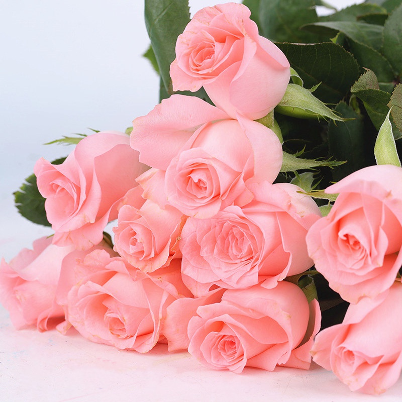 1727142999215163.jpg 戴安娜月季花的花语和象征意义