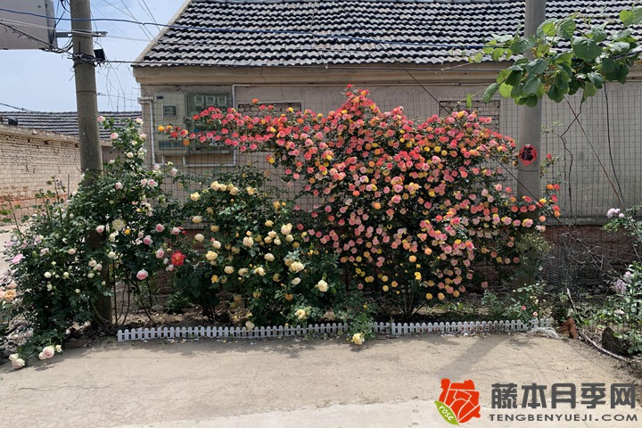 1727155982171037.jpg 东北月季过冬到底剪不剪枝