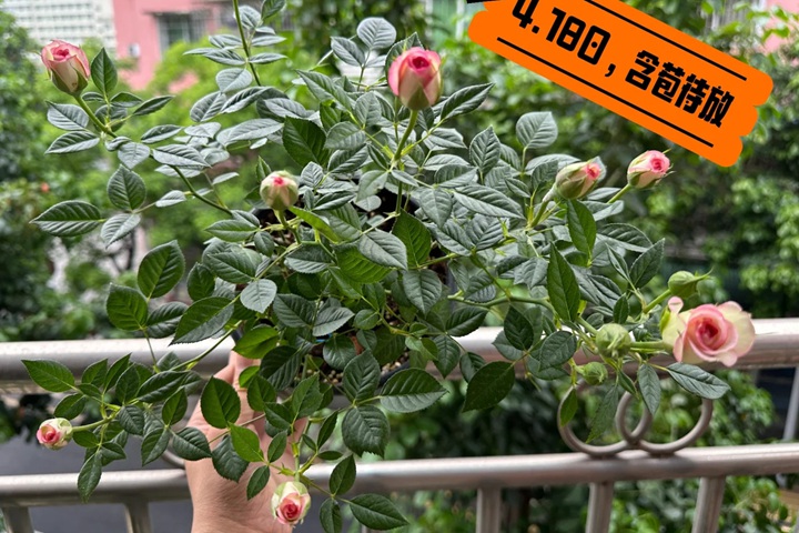 1727229806785316.jpg 粉雨月季原名叫什么