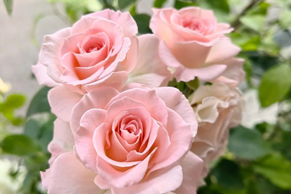 1727315481219938.jpg 达芙妮与人鱼公主月季哪个好养