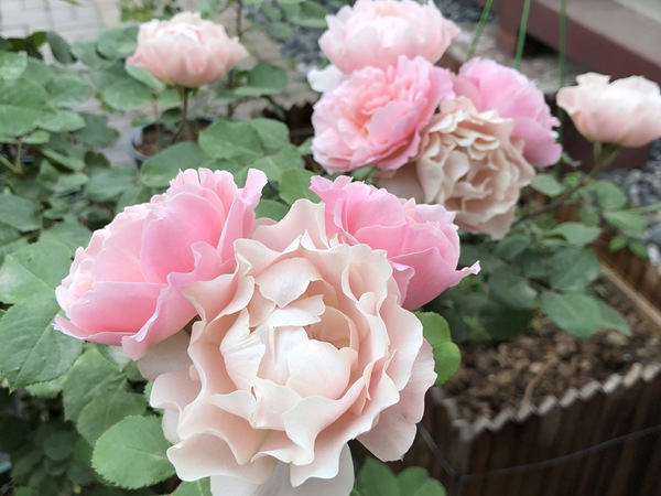 1727315494643259.jpg 达芙妮与人鱼公主月季哪个好养