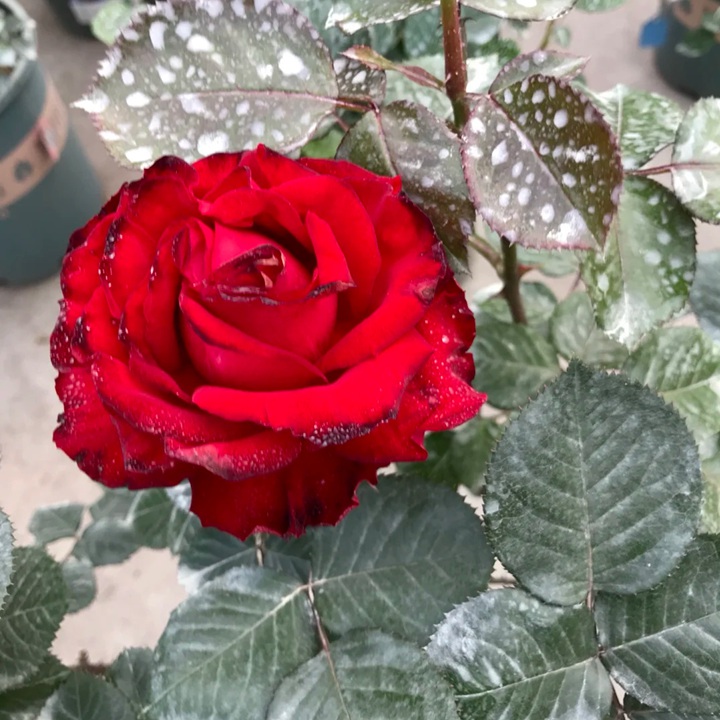 1727332221232057.jpg 月季茶花女优缺点分析