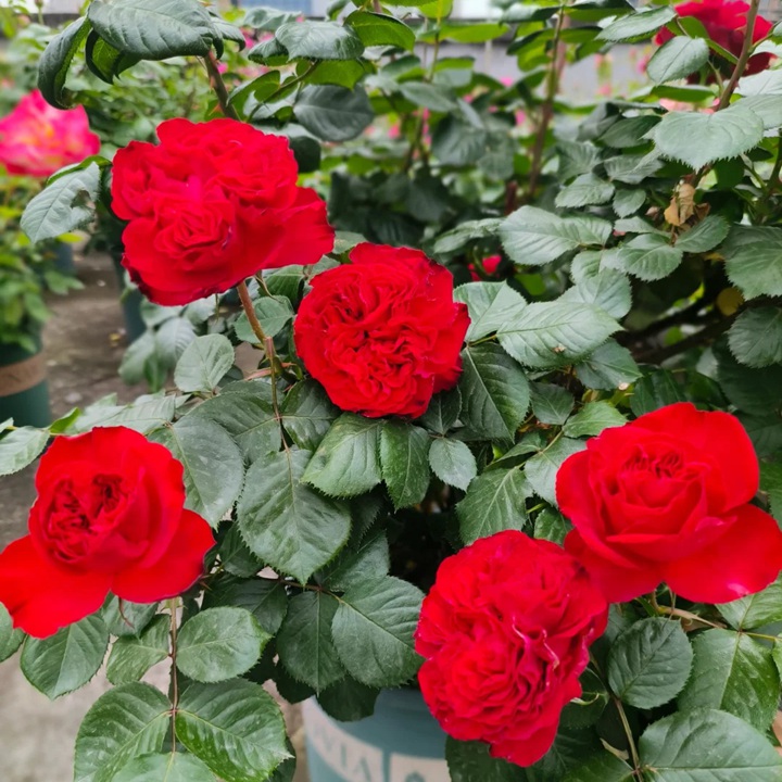 1727332221680895.jpg 月季茶花女优缺点分析